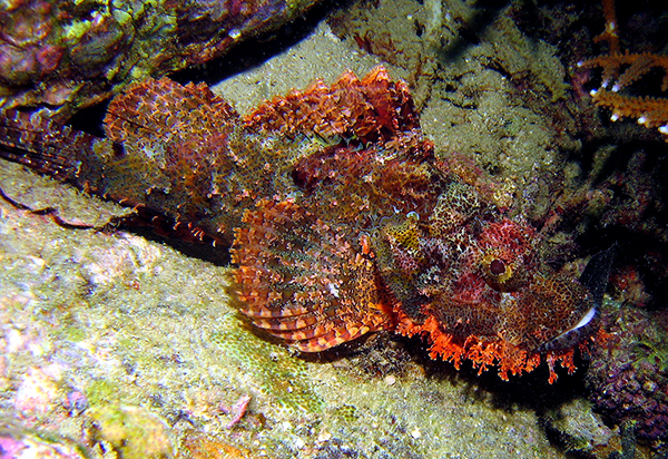 Scorpion fish